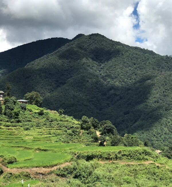 Lush green rice terraces in the countryside of Punakha, Bhutan, with a backdrop of majestic mountains.